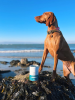 GoShine, seaweed supplement for dog skin and coat, peanut butter flavor